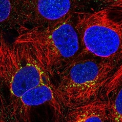 GCNT2 Antibody, Novus Biologicals:Antibodies:Primary Antibodies