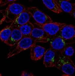 GDF-15 Antibody, Novus Biologicals 0.1mL; Unlabeled:Antibodies, Polyclonal