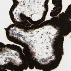 GDF-15 Antibody, Novus Biologicals 0.1mL; Unlabeled:Antibodies, Polyclonal