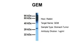 GEM Antibody, Novus Biologicals 0.1mg; Unlabeled:Antibodies, Polyclonal