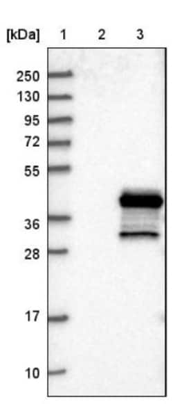 GEM Antibody, Novus Biologicals 25 &mu;L; Unlabeled:Antibodies, Polyclonal