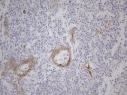 GEMIN2 Antibody (OTI4C11), Novus Biologicals 0.1mL; Unlabeled:Antibodies,