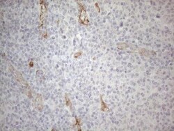 GEMIN2 Antibody (OTI4C11), Novus Biologicals 0.1mL; Unlabeled:Antibodies,