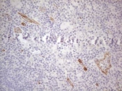GEMIN2 Antibody (OTI4C11), Novus Biologicals 0.1mL; Unlabeled:Antibodies,