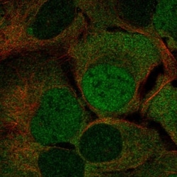 OAS3 Antibody, Novus Biologicals:Antibodies:Primary Antibodies