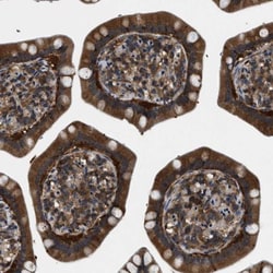 OAS3 Antibody, Novus Biologicals:Antibodies:Primary Antibodies