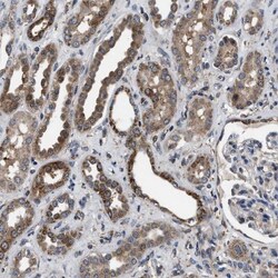 OAS3 Antibody, Novus Biologicals:Antibodies:Primary Antibodies