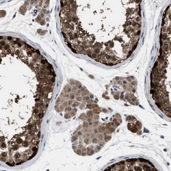 OAS3 Antibody, Novus Biologicals:Antibodies:Primary Antibodies