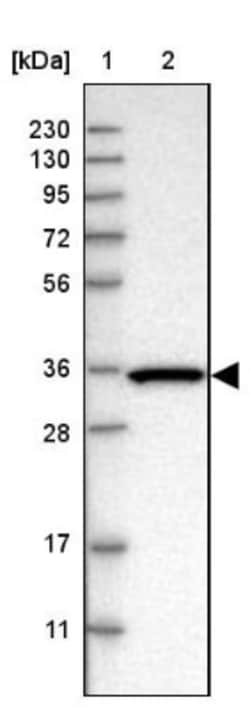 OAS3 Antibody, Novus Biologicals:Antibodies:Primary Antibodies