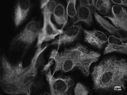 GFAP Antibody, Novus Biologicals 0.05mL | Buy Online | Novus Biologicals | Fisher Scientific