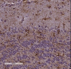 GFAP Antibody, Novus Biologicals 0.05mL | Buy Online | Novus Biologicals | Fisher Scientific