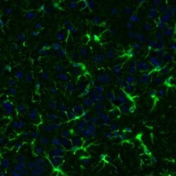 GFAP Antibody, Novus Biologicals 0.1mL; Unlabeled:Antibodies, Polyclonal