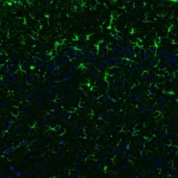 GFAP Antibody, Novus Biologicals 0.1mL; Unlabeled:Antibodies, Polyclonal