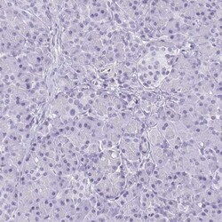 GFAP Antibody, Novus Biologicals 0.1mL; Unlabeled:Antibodies, Polyclonal