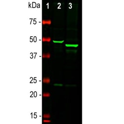 GFAP Antibody, Novus Biologicals:Antibodies:Primary Antibodies
