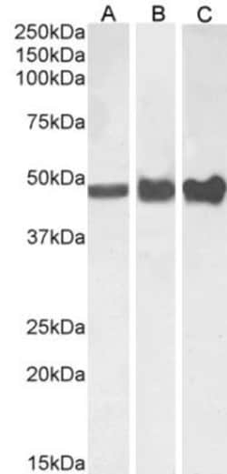 GFAP Antibody, Novus Biologicals 0.1mg; Unlabeled:Antibodies, Polyclonal