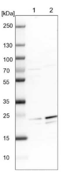 GFER/ALR Antibody, Novus Biologicals:Antibodies:Primary Antibodies