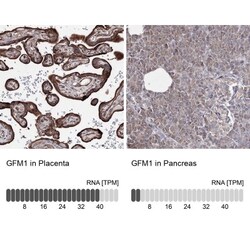 GFM1 Antibody, Novus Biologicals 0.1mL; Unlabeled:Antibodies, Polyclonal