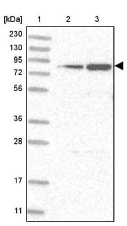GFM1 Antibody, Novus Biologicals 0.1mL; Unlabeled:Antibodies, Polyclonal