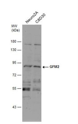 GFM2 Antibody, Novus Biologicals 0.1mL; Unlabeled:Antibodies, Polyclonal
