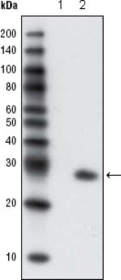 GFP Antibody (4B10B2) - BSA Free, Novus Biologicals 0.1 mL | Buy Online | Novus Biologicals | Fisher Scientific