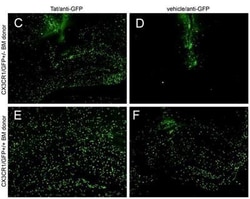 GFP Antibody (9F9.F9), Novus Biologicals:Antibodies:Primary Antibodies