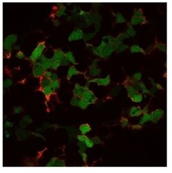 GFP Antibody (9F9.F9), Novus Biologicals:Antibodies:Primary Antibodies