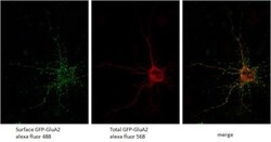 GFP Antibody, Novus Biologicals 0.02mL:Antibodies, Polyclonal