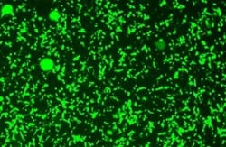 GFP Antibody, Novus Biologicals 0.1mL; Unlabeled:Antibodies, Polyclonal