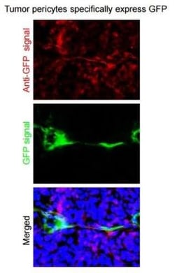 GFP Antibody, Novus Biologicals 0.1mg; Unlabeled:Antibodies, Polyclonal