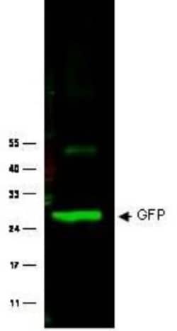 GFP Antibody, Novus Biologicals 0.1mg; Unlabeled:Antibodies, Polyclonal