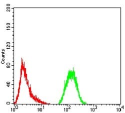 GFPT1 Antibody (1F1B9) - BSA Free, Novus Biologicals 0.1mg; Unlabeled:Antibodies,
