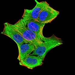 GFPT1 Antibody (1F1B9) - BSA Free, Novus Biologicals 0.1mg; Unlabeled:Antibodies,