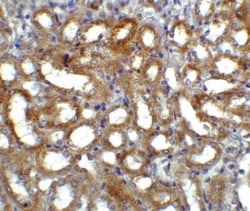 GFR alpha-3/GDNF R alpha-3 Antibody, Novus Biologicals:Antibodies:Primary