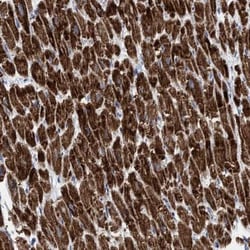GGA3 Antibody, Novus Biologicals:Antibodies:Primary Antibodies