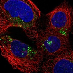 GILT/IFI30 Antibody, Novus Biologicals 0.1mL; Unlabeled:Antibodies, Polyclonal