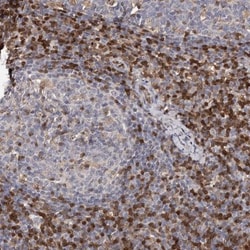 GIMAP4 Antibody, Novus Biologicals 0.1mL; Unlabeled:Antibodies, Polyclonal