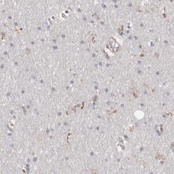 GIMAP4 Antibody, Novus Biologicals 0.1mL; Unlabeled:Antibodies, Polyclonal