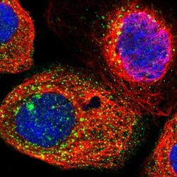 GIMAP7 Antibody, Novus Biologicals 25 &mu;L; Unlabeled:Antibodies, Polyclonal