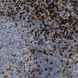 GIMAP7 Antibody, Novus Biologicals 25 &mu;L; Unlabeled:Antibodies, Polyclonal