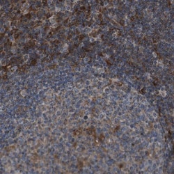 GIMAP8 Antibody, Novus Biologicals 0.1mL; Unlabeled:Antibodies, Polyclonal
