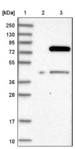 GIMAP8 Antibody, Novus Biologicals 0.1mL; Unlabeled:Antibodies, Polyclonal