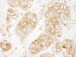 GIT1 Antibody, Novus Biologicals 0.1 mL | Buy Online | Novus Biologicals | Fisher Scientific