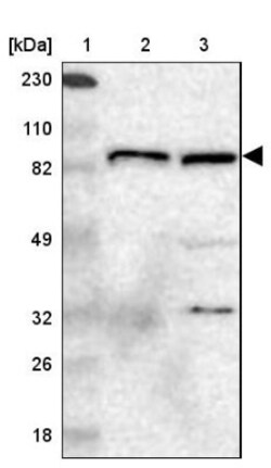 GIT1 Antibody, Novus Biologicals 0.1mL; Unlabeled:Antibodies, Polyclonal