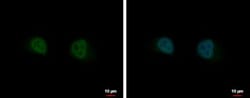 GIT2 Antibody, Novus Biologicals 0.1mL; Unlabeled:Antibodies, Polyclonal
