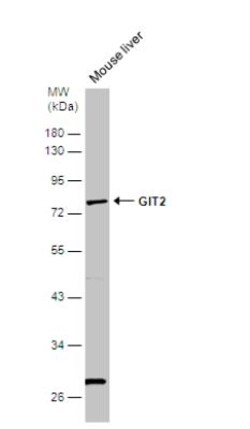 GIT2 Antibody, Novus Biologicals 0.1mL; Unlabeled:Antibodies, Polyclonal