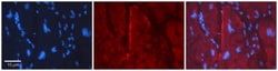 GJC2 Antibody, Novus Biologicals 0.05mg; Unlabeled:Antibodies, Polyclonal
