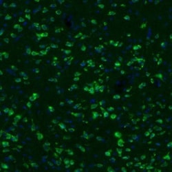 GKAP1 Antibody, Novus Biologicals 25 &mu;L, Unlabeled:Antibodies, Polyclonal