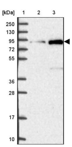 GLE1 Antibody, Novus Biologicals 25 &mu;L; Unlabeled:Antibodies, Polyclonal
