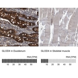 GLOD4 Antibody, Novus Biologicals 0.1mL; Unlabeled:Antibodies, Polyclonal